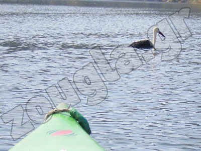 Τυχερός ο πελαργός, την ημέρα της γιορτής του!